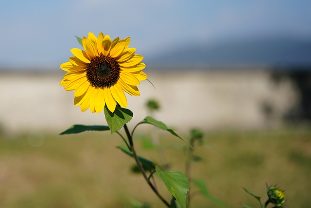 Growth Mindset: Der Schlüssel zu kontinuierlichem Erfolg